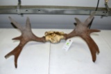 Antlers from a Moose