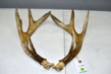 White Tail Deer Antlers