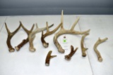 Assortment Of White Tail Deer Antlers & Sheds