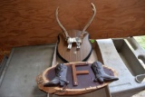 Spur and boot Mount with F, Pair of Antlers on plaque