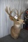 Large 8 Point White Tail Shoulder Mount Deer