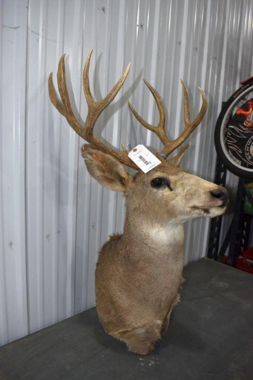 Large 8 Point White Tail Shoulder Mount Deer