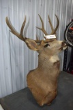 10 Point Mule Deer Shoulder Mount