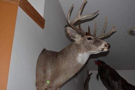 8 Point White Tail Shoulder Mount Deer