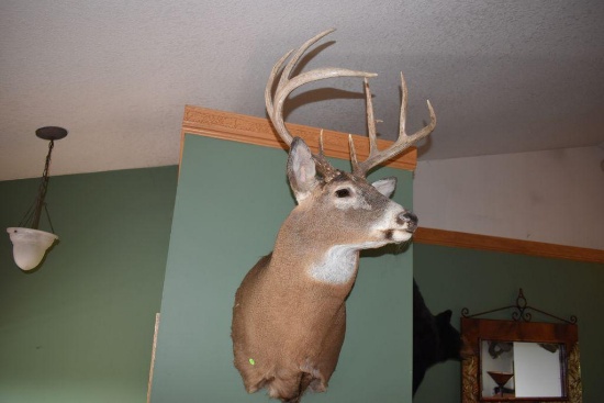 9 Point White Tail Deer Shoulder Mount