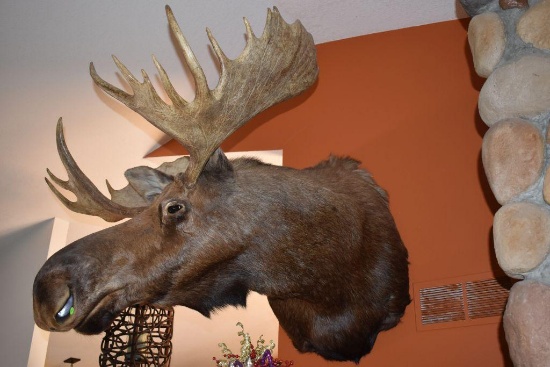 Bull Moose Shoulder Mount