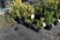 (3) Thuja-Abor Vitae Yellow ribbon