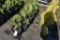 (6) Thuja Abor Vitae Tunneys