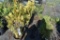 (4) Thuja Yellow Ribbon