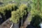 (6) Arborvitae Unk. Mini Globe