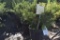 (5) Juniperus Sea Green Evergreens
