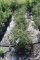 (8) Thuja Arborvitae Filiformis