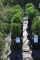 (5) Arborvitae Hetz Midget ( Mini Globe)