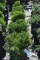 (5) Arborvitae Hetz Midget ( Mini Globe)
