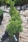 (4) Arborvitae Holmstrup