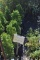 (5) Arborvitae Holmstrup