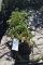 (5) Juniperus Weberi