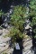 (5) Juniperus Weberi