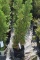 (4) Arborvitae Rosenthalii