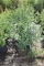 (6) Spiraea Renaissance