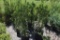 (5) Thuja Arbor Bitae Tunneys Pyramidal
