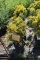 (5) Thuja Arbor Vitae Sunkist