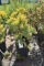 (4) Thuja Sunkist