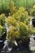(9) Thuja Arbor Vita Yellow Ribbon