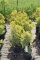 (7) Thuja Arbor Vita Yellow Ribbon