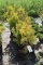 (8) Thuja Arbor Vita Yellow Ribbon