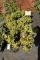 (10) Spirea Gold Mound