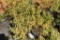 (9) Spirea Gold Flame
