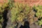 (8) Spirea Gold Flame