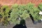 (9) Juniperus Horizontal Compact Andorra