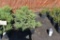 (7) Juniperus Horizontal Compact Andorra