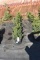 (5) Taxus- Yew Taunton