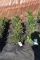 (5) Taxus- Yew Taunton