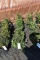 (5) Taxus- Yew Taunton