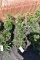 (5) Taxus- Yew Taunton