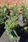 (5) Taxus- Yew Taunton