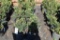 (12) Taxus- Yew Taunton