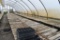 Approx. 180' of wooden greenhouse garden benches 60