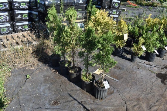 (5) Thuja-Abor Vitae Malonyana-Pryamidal