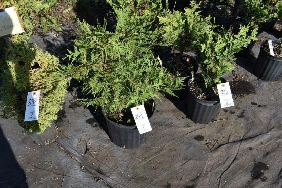 (1) Thuja Screenmaster