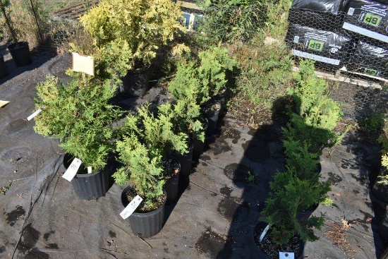 (6) Thuja Abor Vitae Tunneys