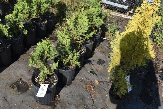 (6) Thuja Abor Vitae Tunneys
