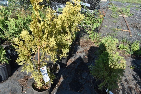 (4) Thuja Yellow Ribbon