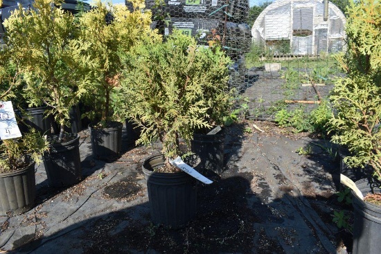(2)Arborvitae Danica
