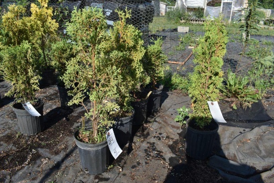 (4) Thuja Malonyana