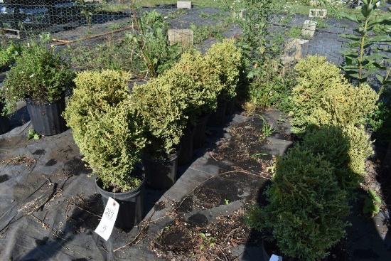 (7) Arborvitae Unk. Mini Globe